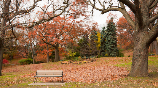 A SATURDAY IN TRINITY BELLWOODS